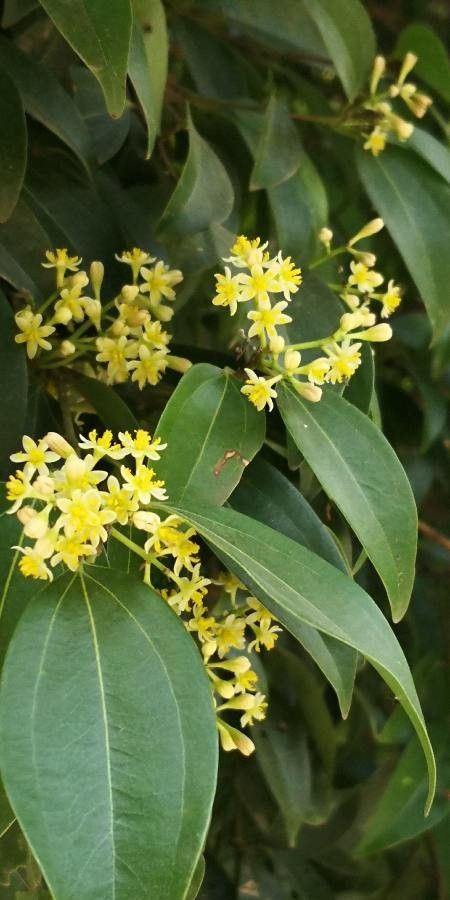 Cinnamomum japonicum — search result for 'Cinnamomum'