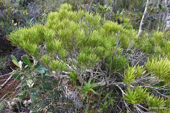 Podocarpus beecherae habit