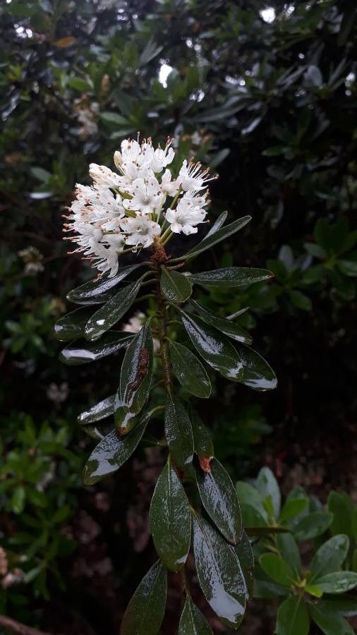 Rhododendron micranthum — houseplant care guide