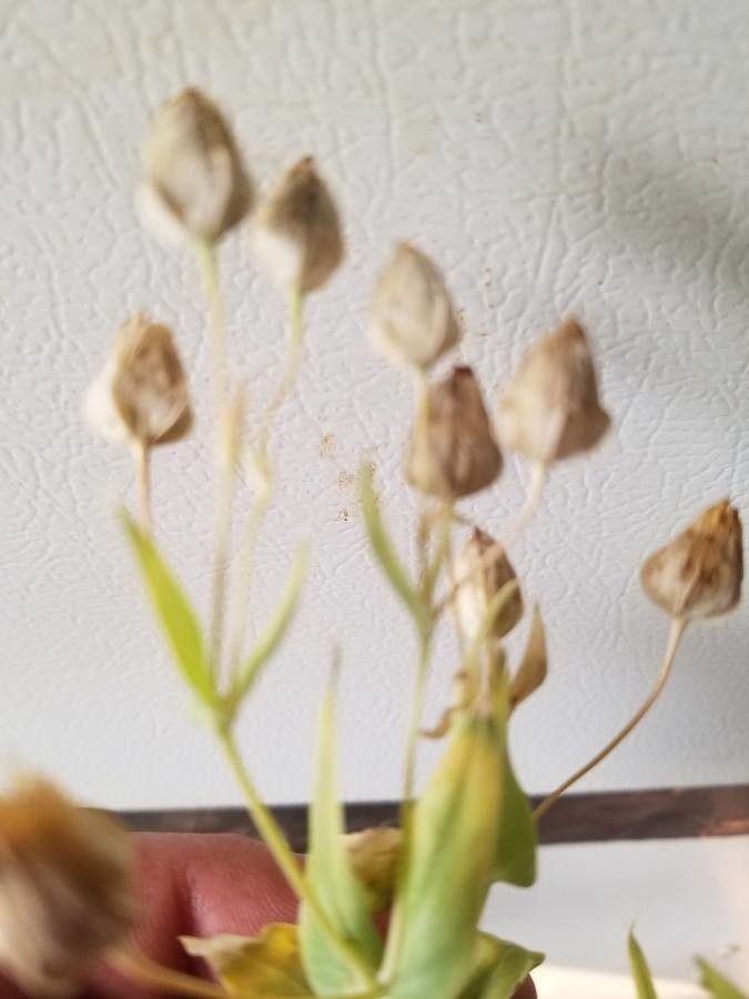 Silene armeria fruit