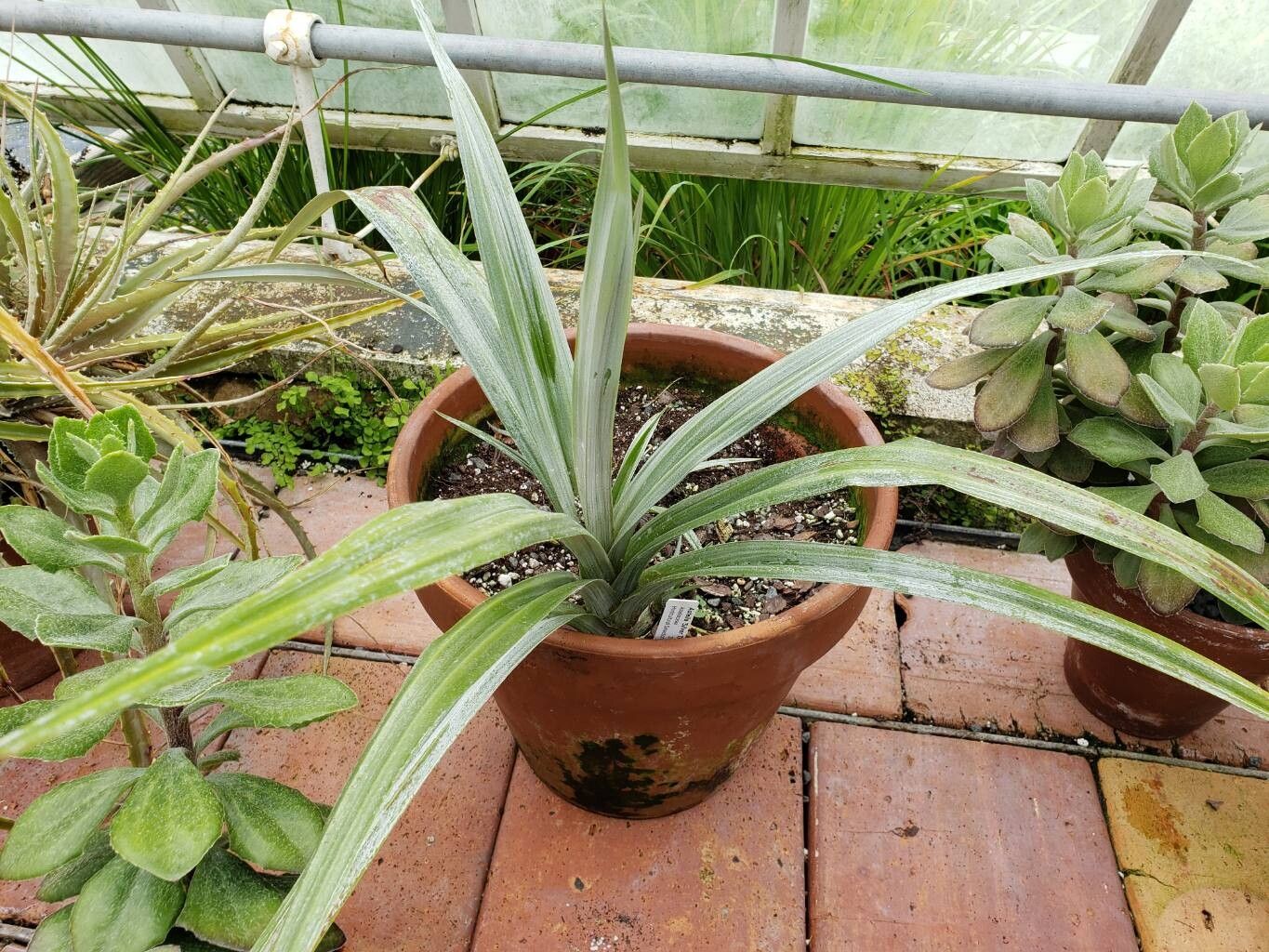 Astelia chathamica habit