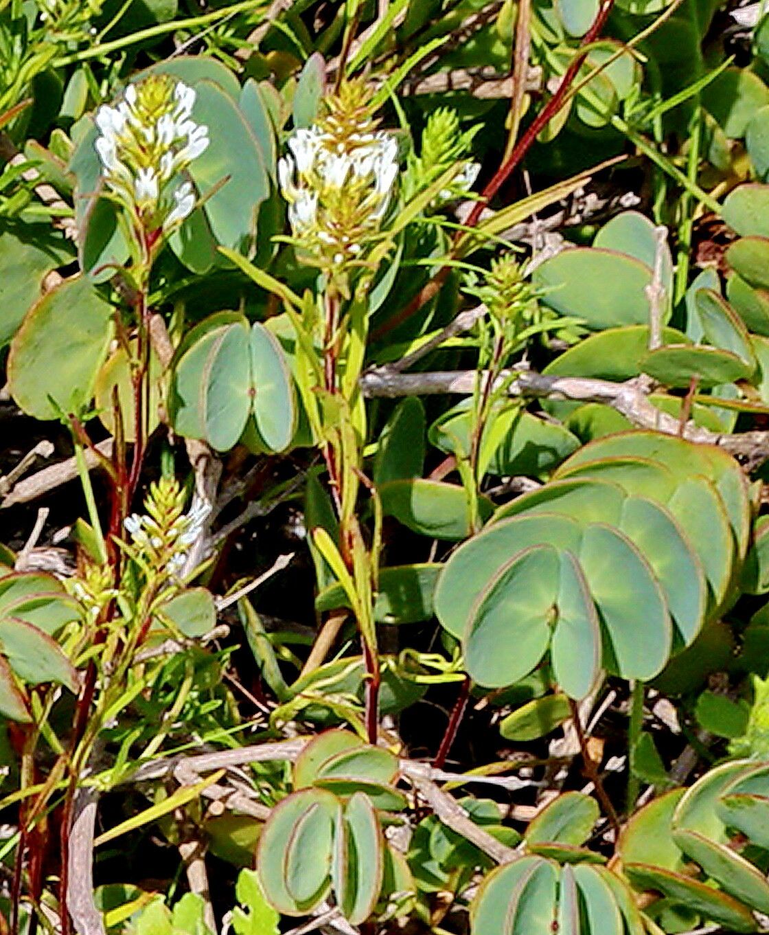 Roepera cordifolia — related species from the same genus