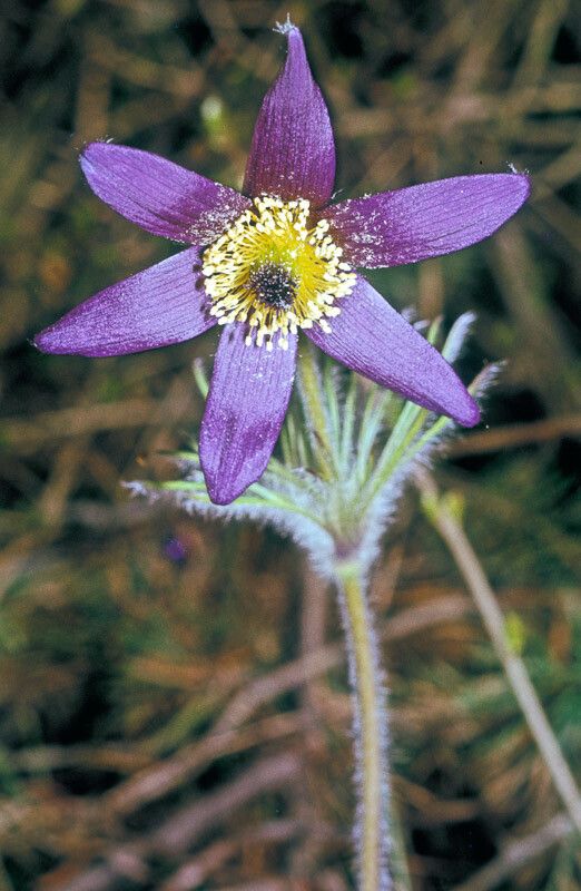 Anemone montana flower
