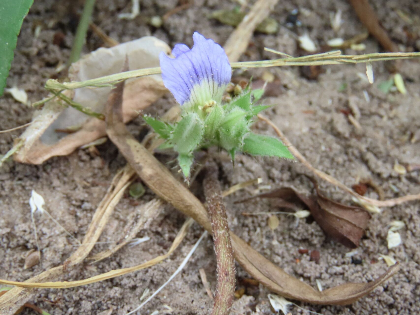Blepharis tenuiramea flower