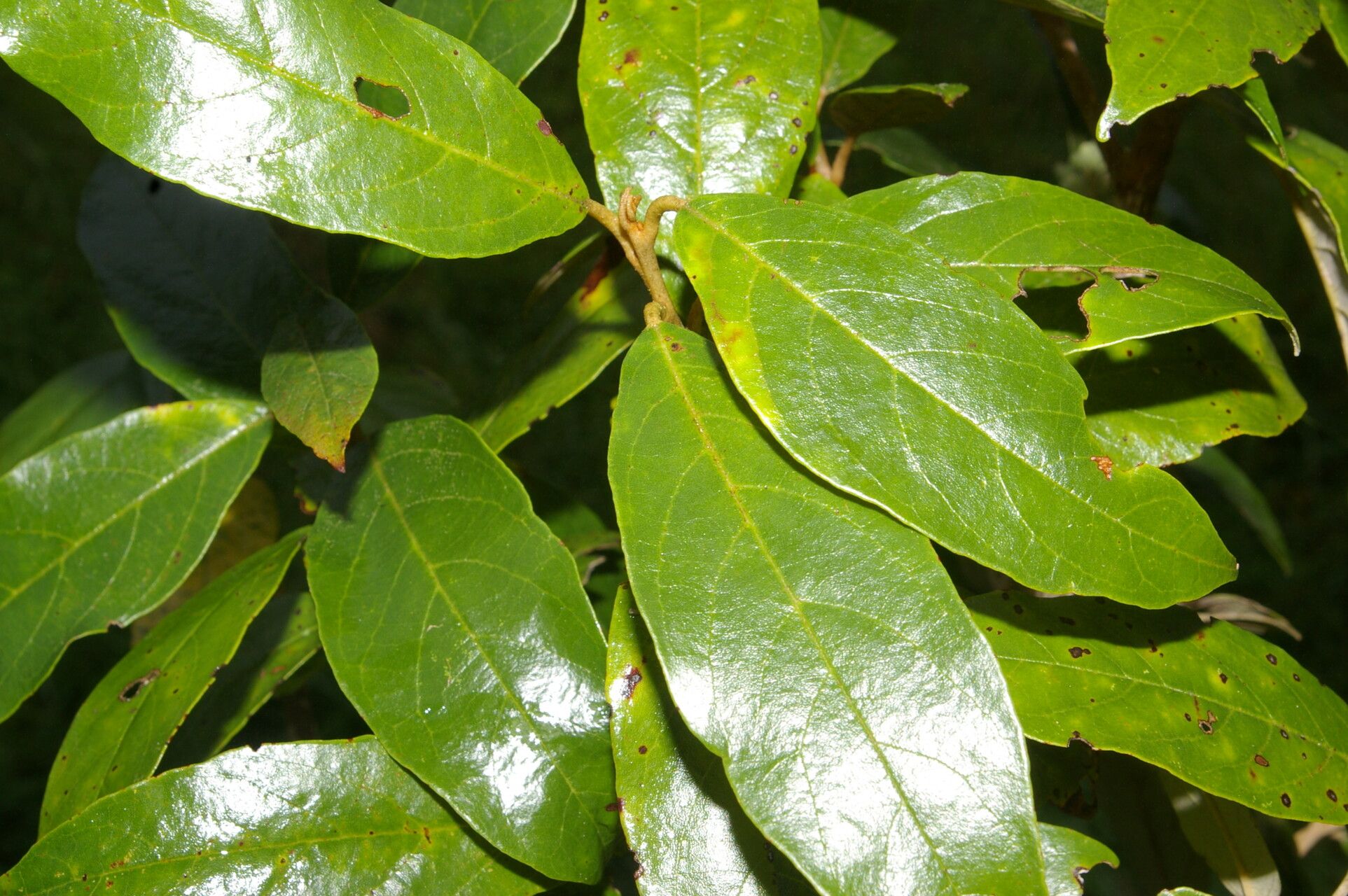 Styrax warscewiczii — search result for 'Styrax'