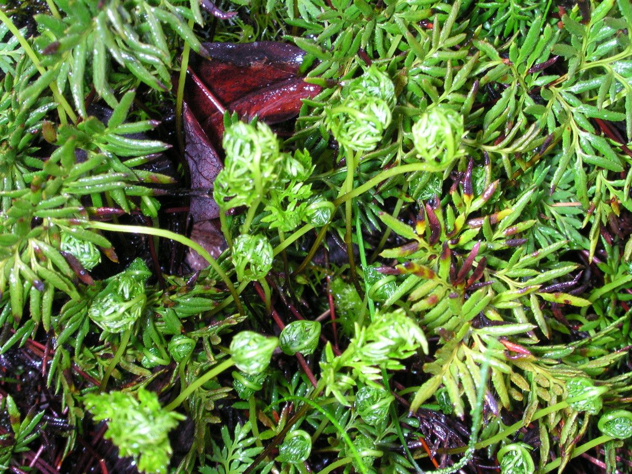 Hemionitis densa habit