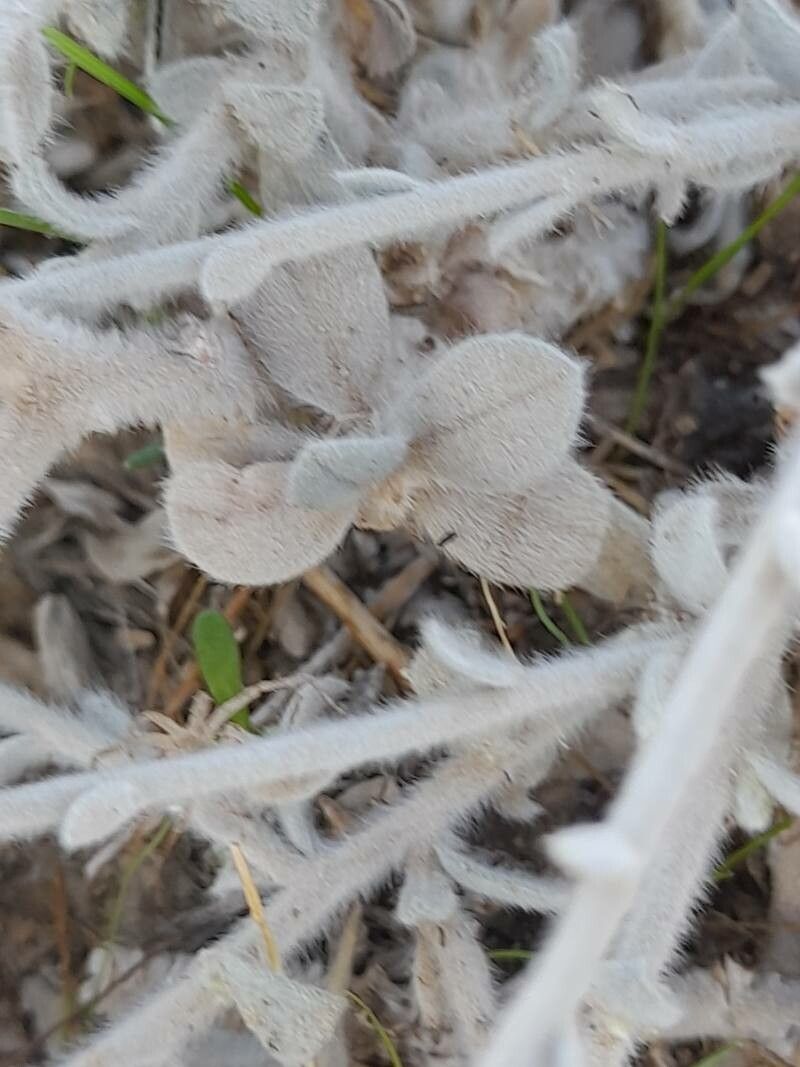 Convolvulus oxyphyllus — search result for 'Convolvulus'