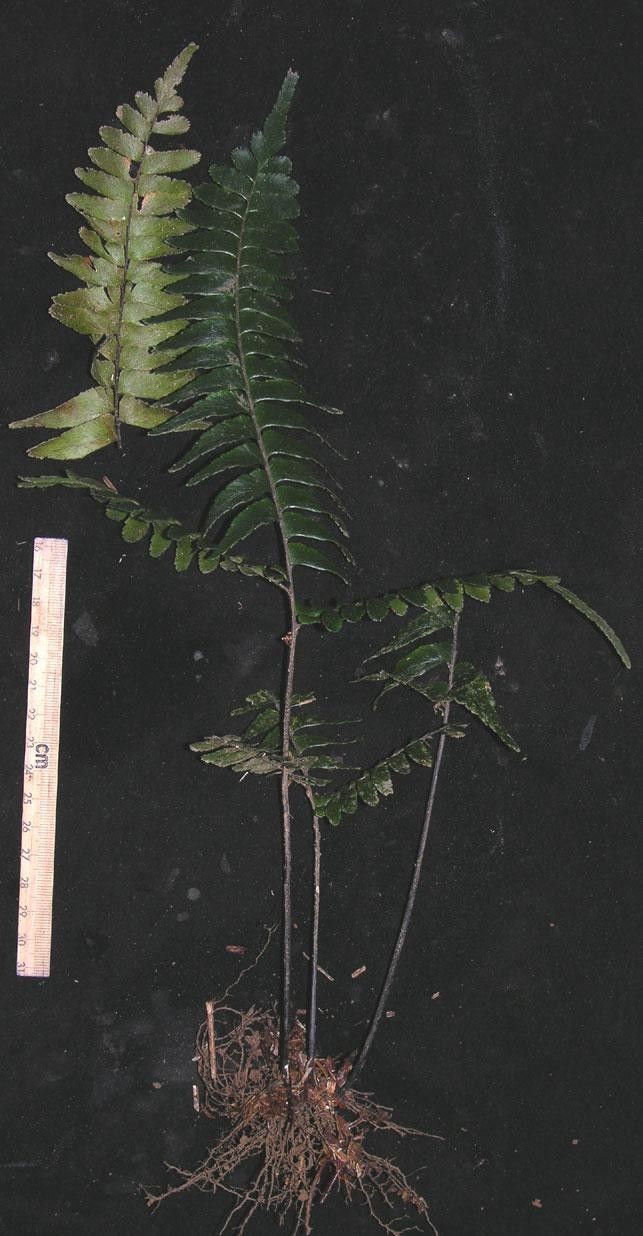 Adiantum obliquum other