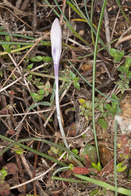 Crocus minimus flower