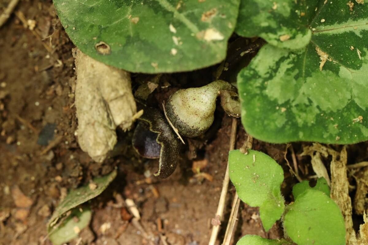 Asarum asperum flower