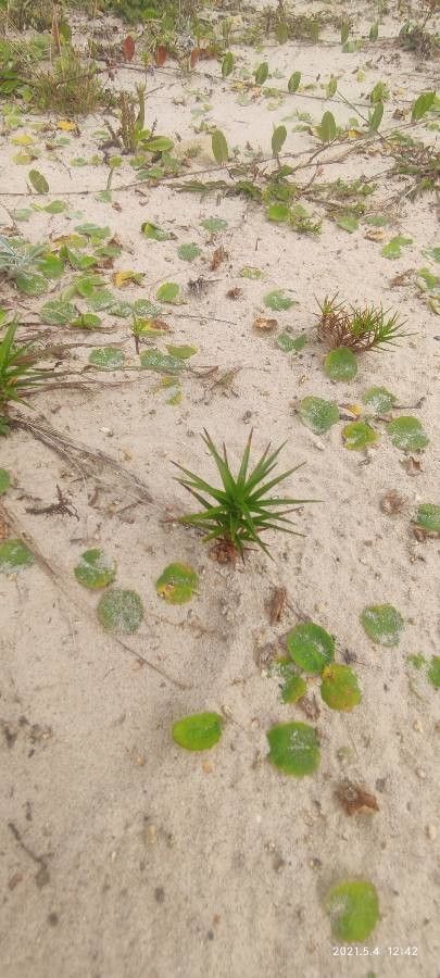 Cyperus pedunculatus habit