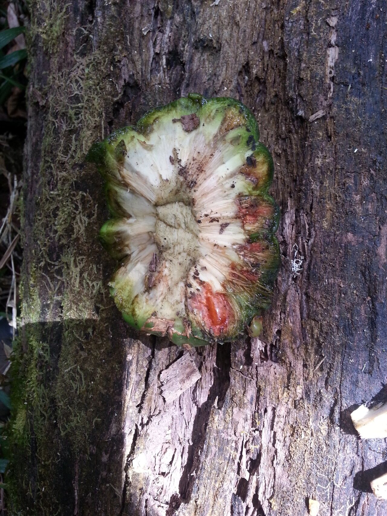 Pandanus tsaratananensis — houseplant care guide