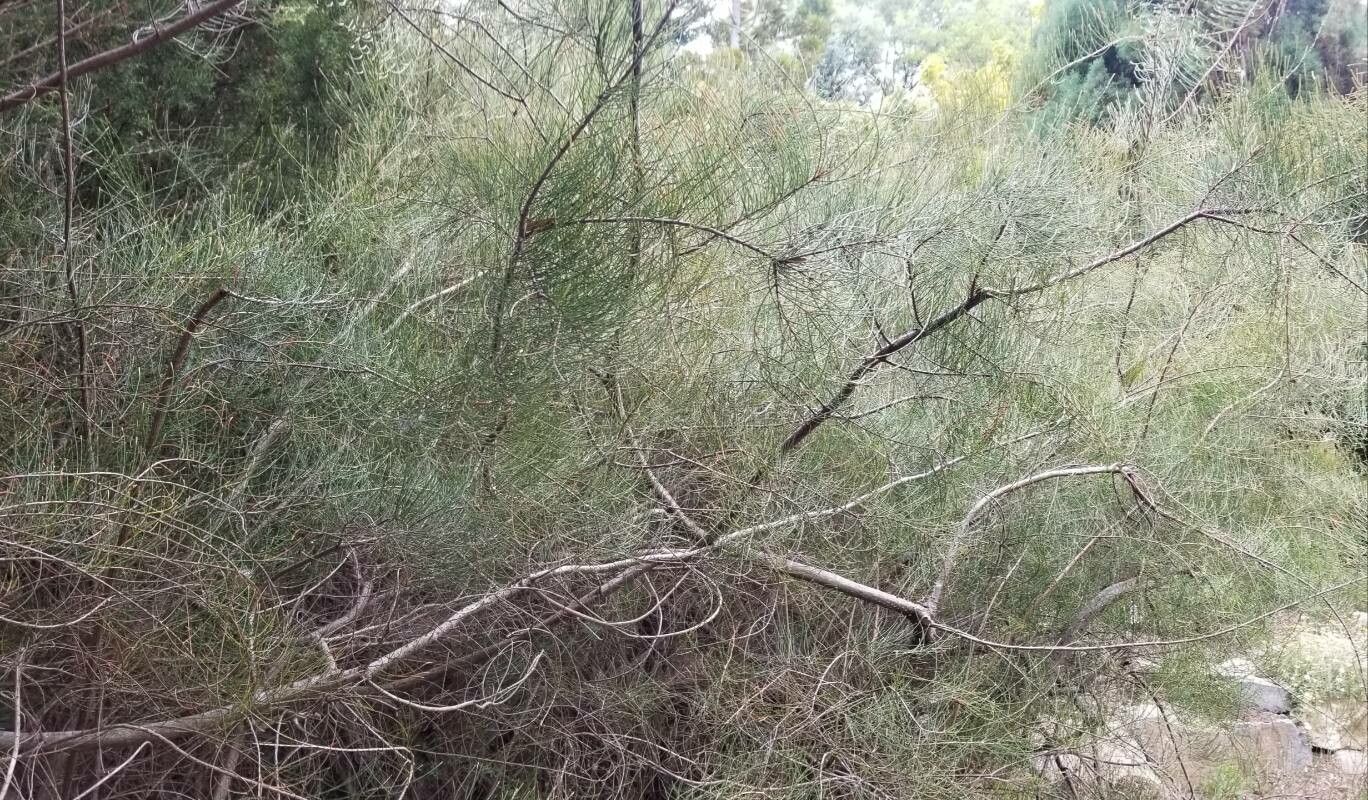 Allocasuarina paludosa habit