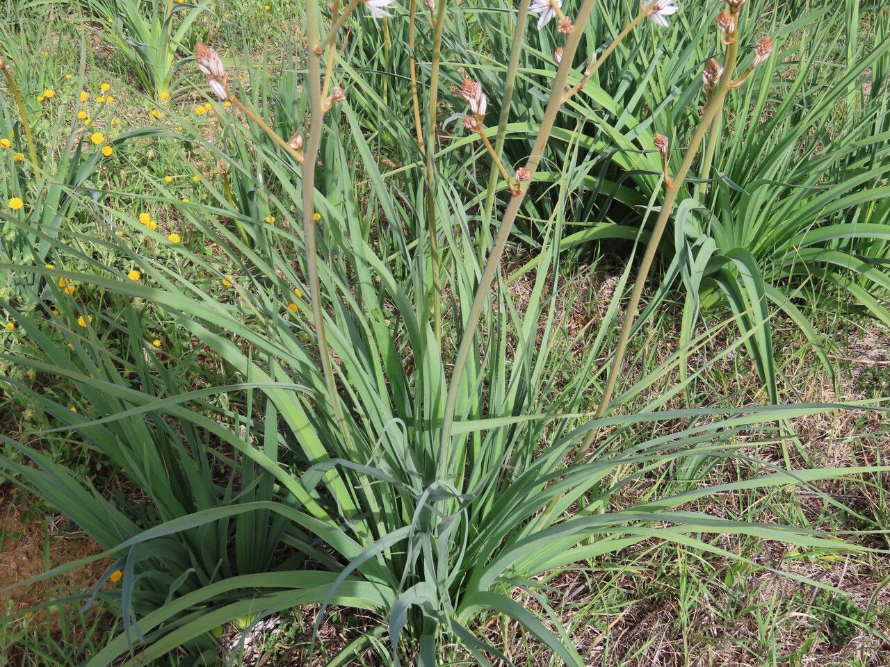 Asphodelus ramosus — search result for 'Asphodelaceae'