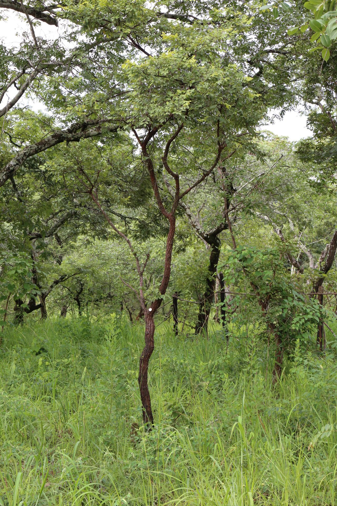 Dalbergia nitidula habit