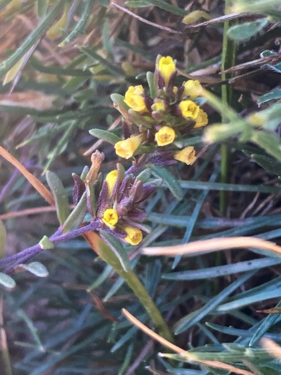 Odontites corsicus flower
