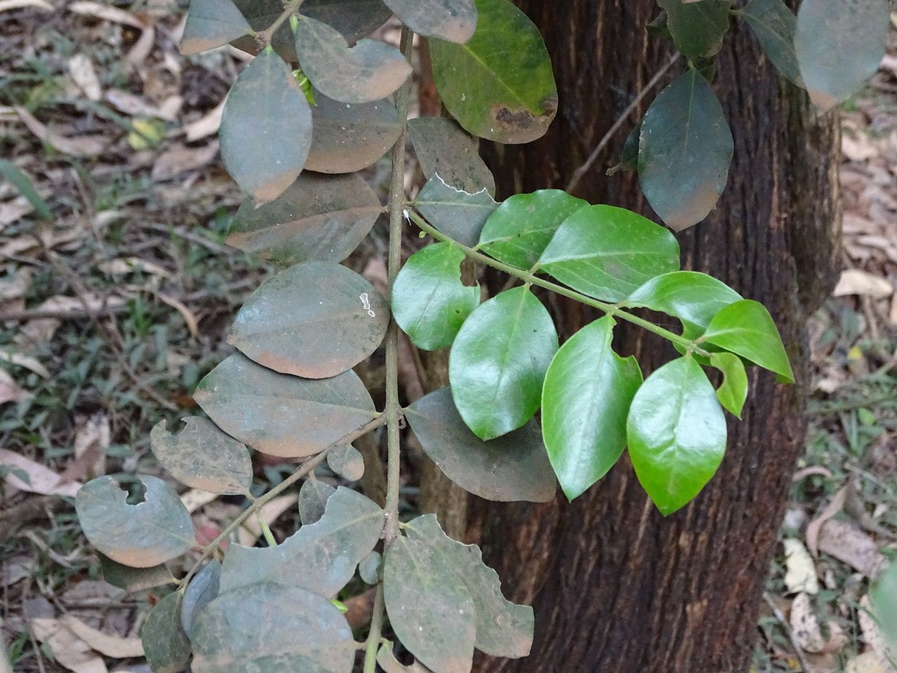 Scutia myrtina — search result for 'Rhamnaceae'