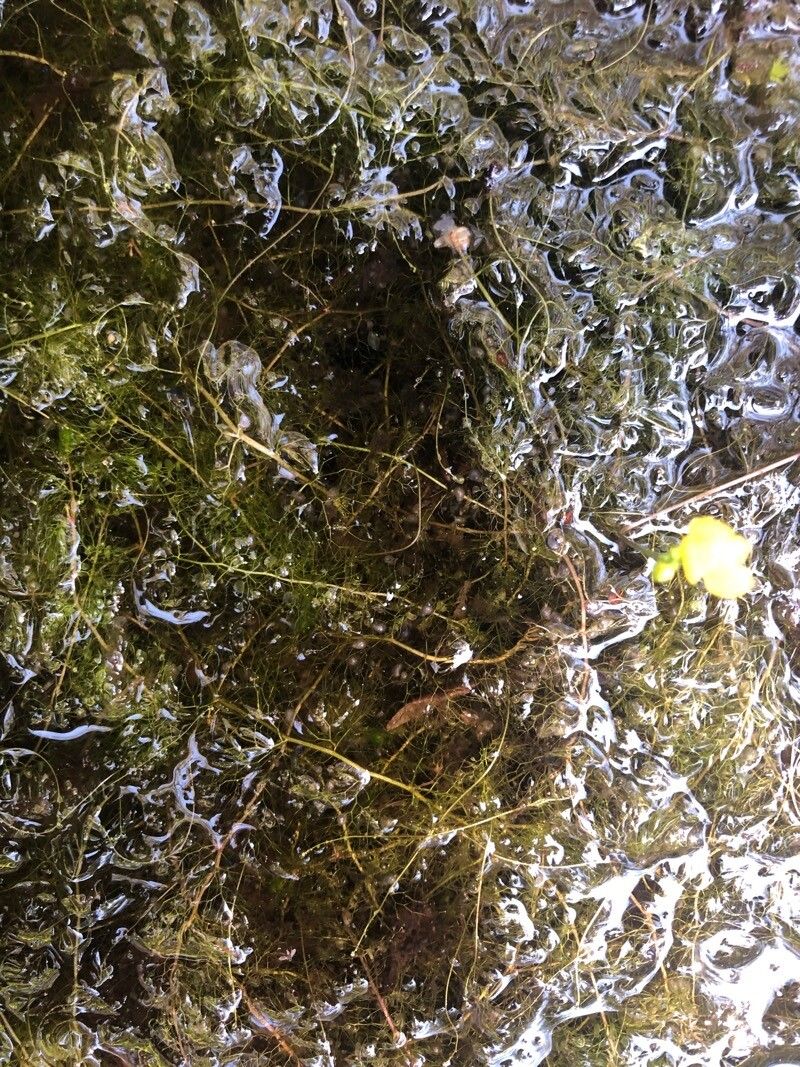 Utricularia geminiscapa — search result for 'Utricularia'