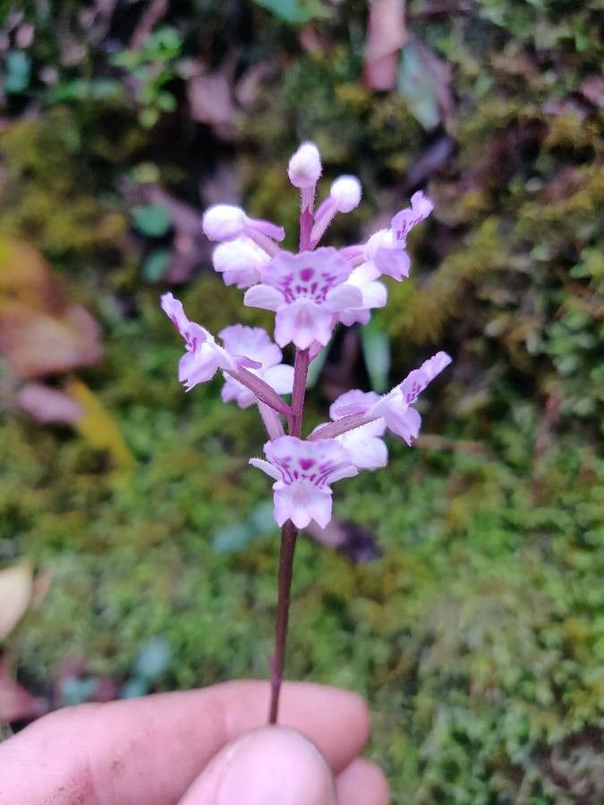 Cynorkis squamosa flower