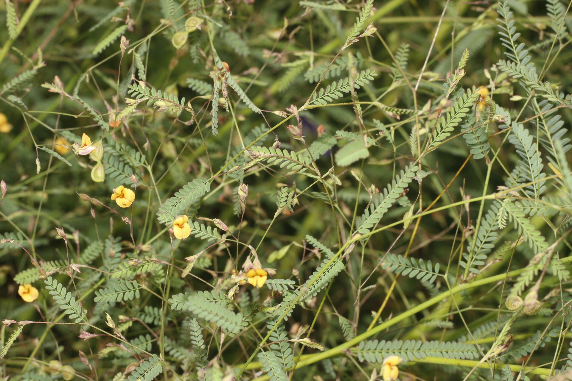 Aeschynomene filosa flower
