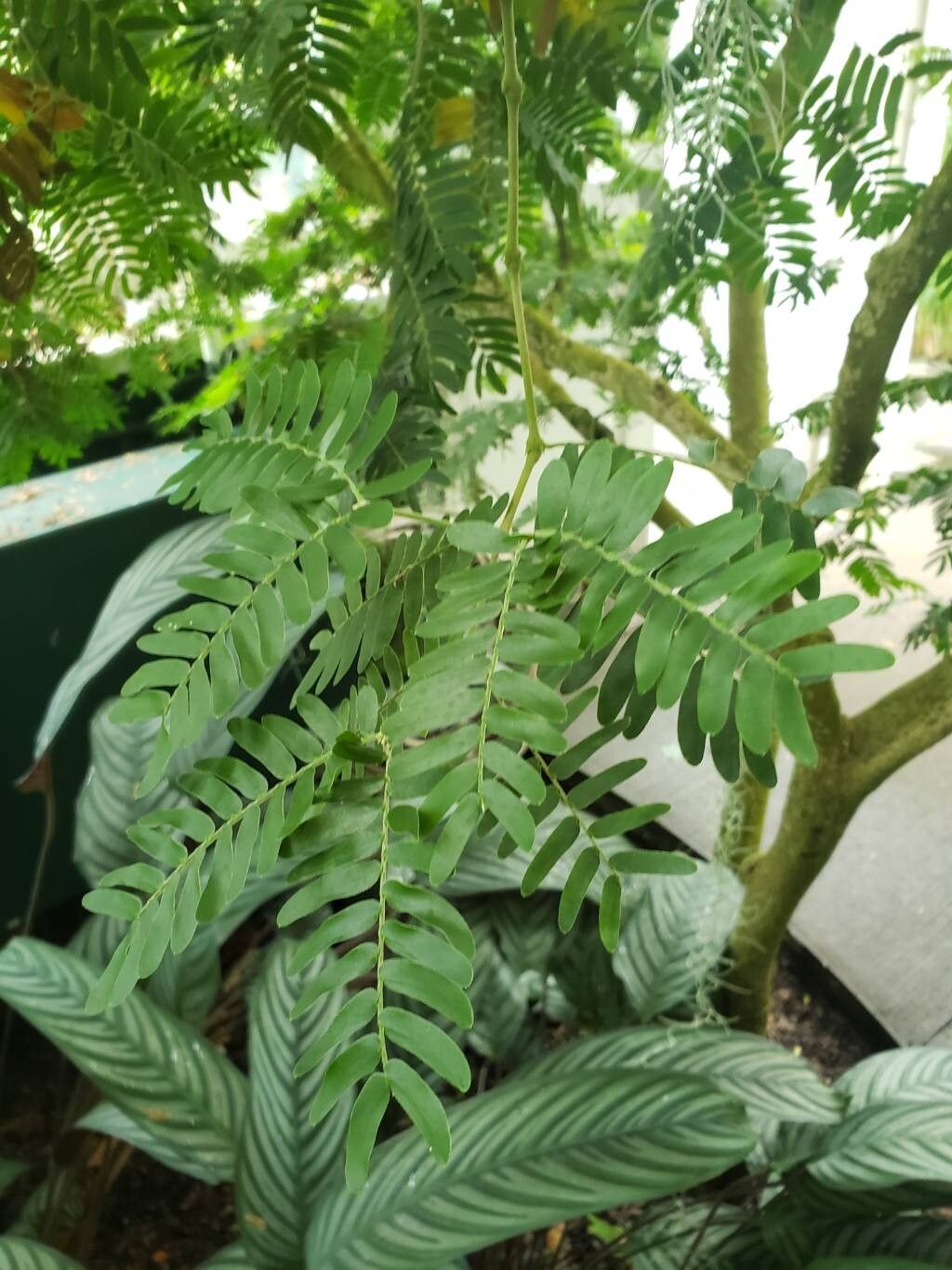 Plectrocarpa arborea — houseplant care guide