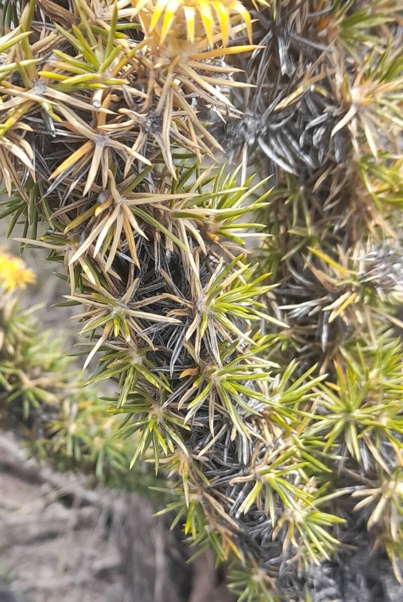 Chuquiraga rosulata leaf