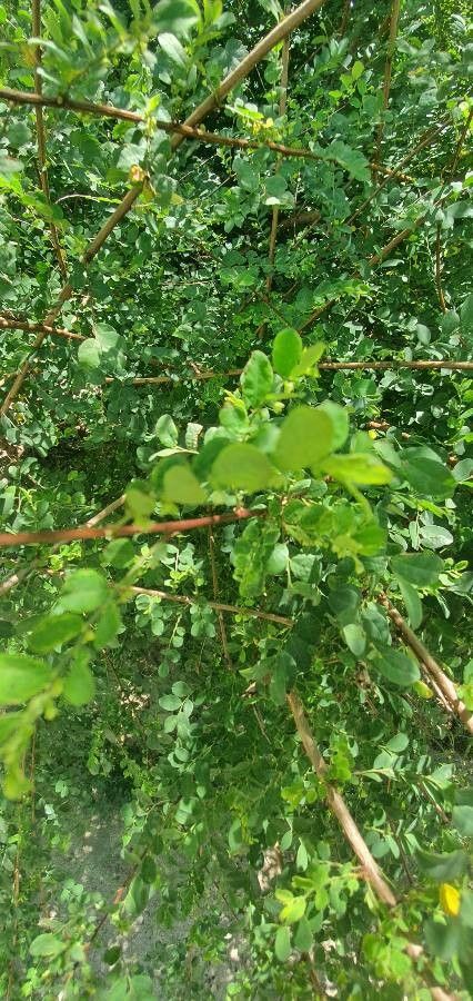 Phyllanthus fischeri leaf