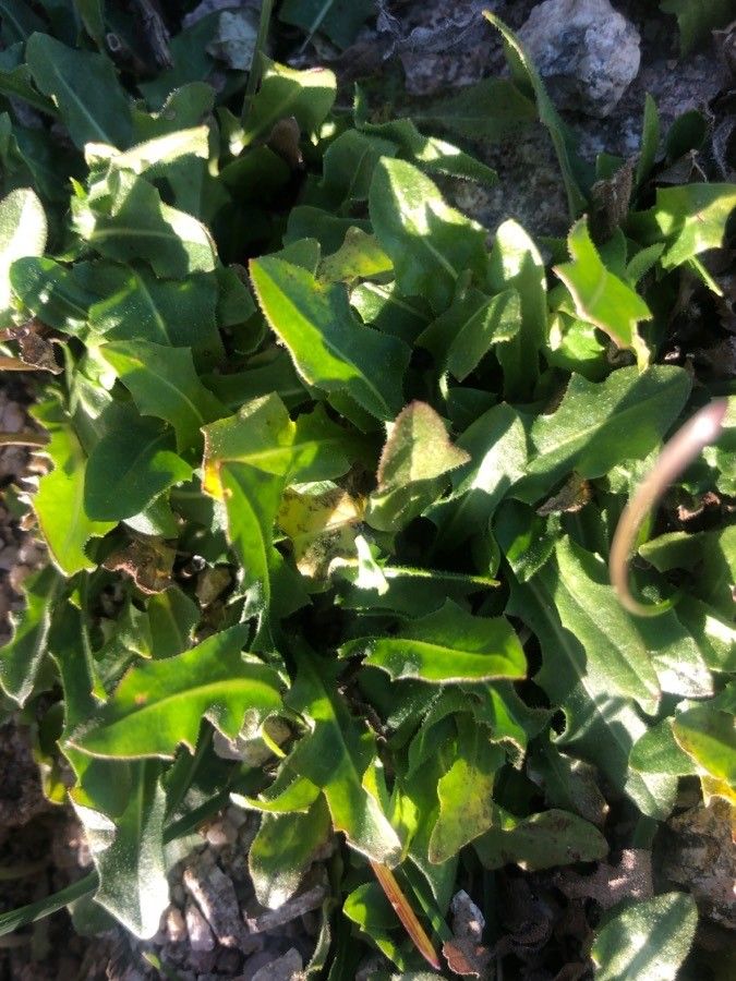 Scorzoneroides carpetana leaf