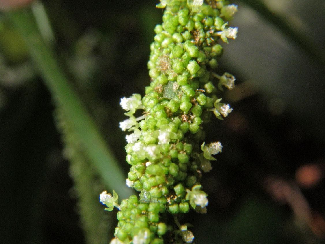 Acalypha radinostachya fruit