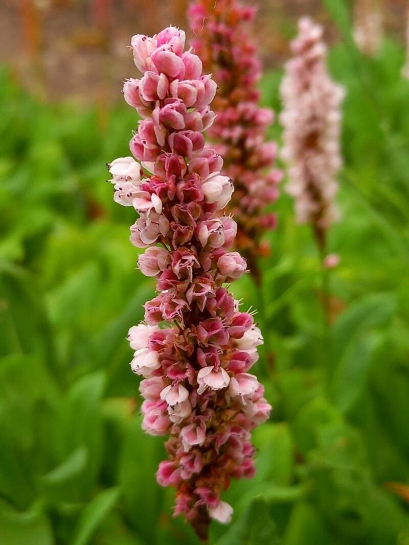 Persicaria affinis flower