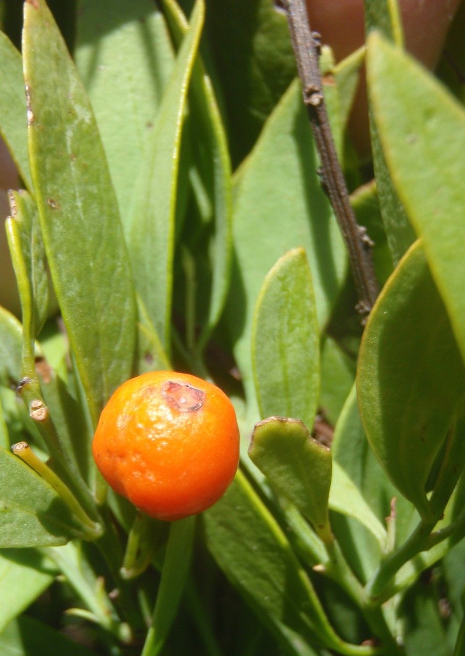 Rhamnus oleoides other