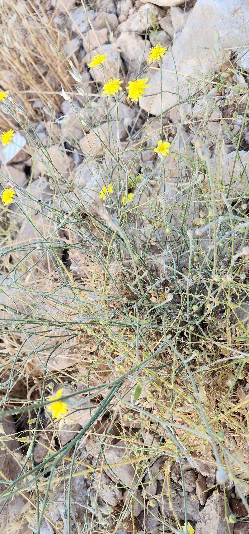 Picris strigosa habit