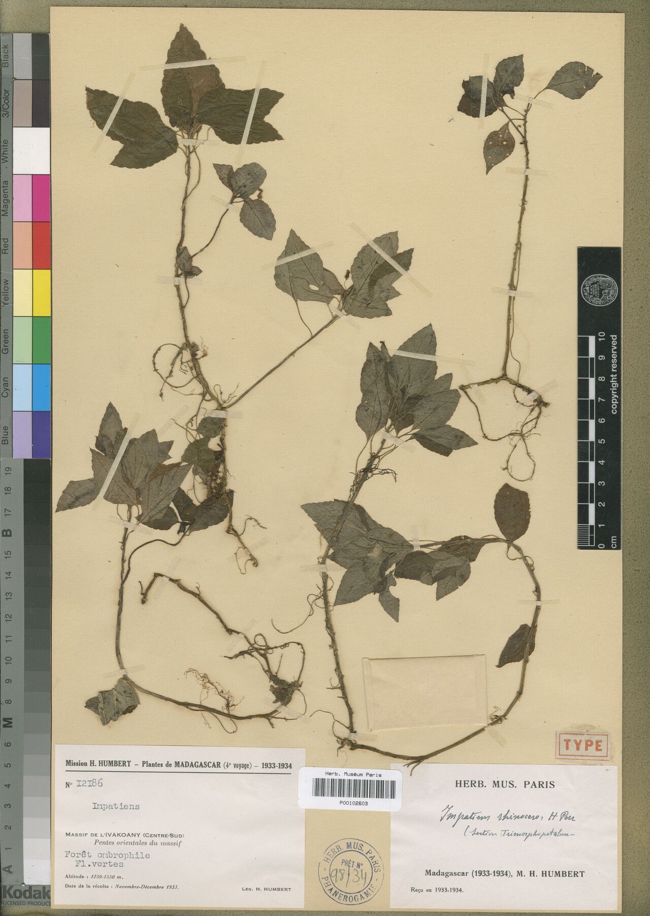 Impatiens rhinoceros — houseplant care guide