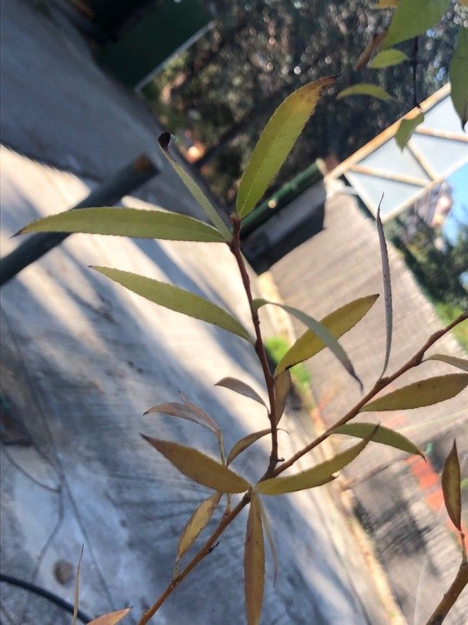 Salix × salamonii — houseplant care guide