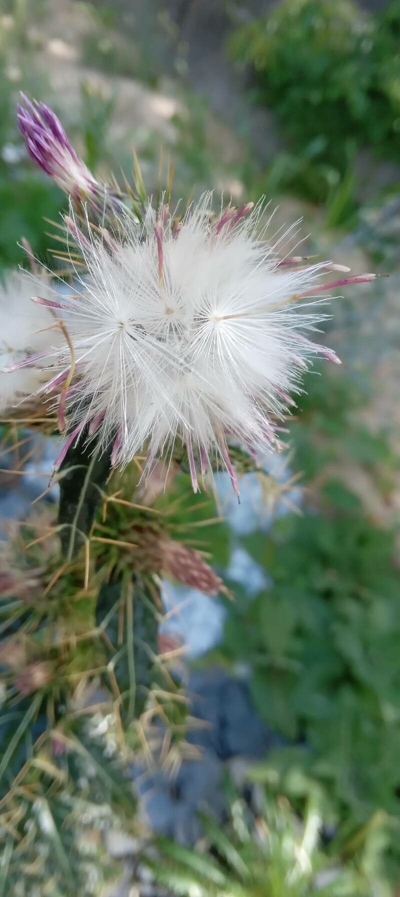Ptilostemon casabonae fruit
