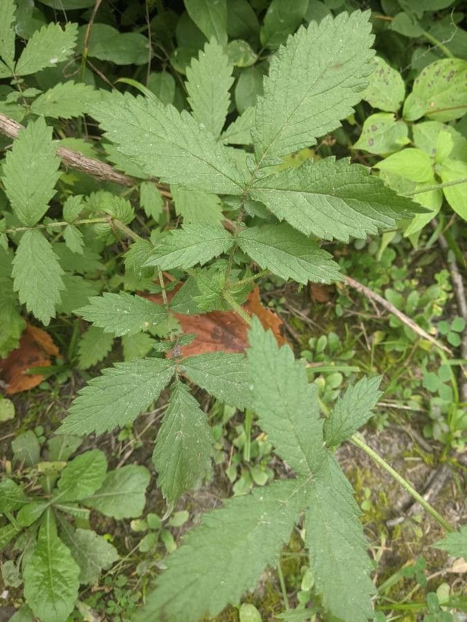 Agrimonia pubescens — houseplant care guide