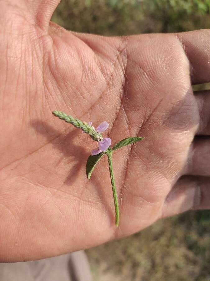 Rungia repens — houseplant care guide