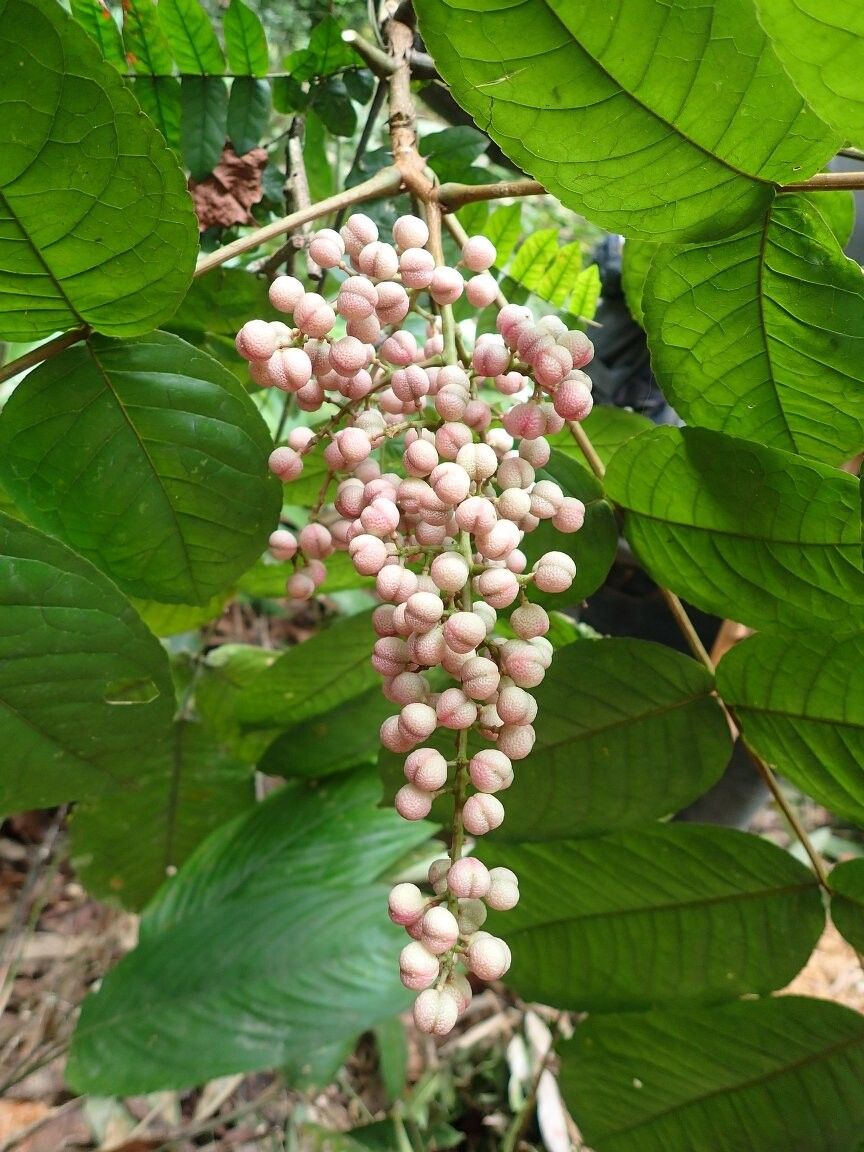 Zanthoxylum bouetense — houseplant care guide