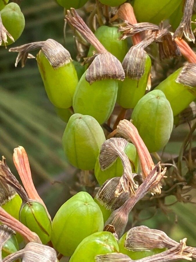 Aloe striata fruit