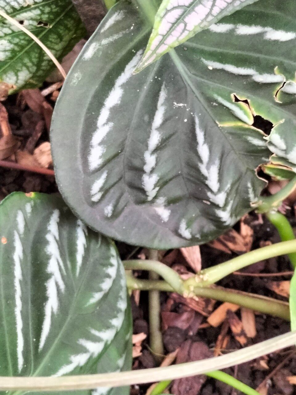 Justicia manserichensis — search result for 'Justicia'