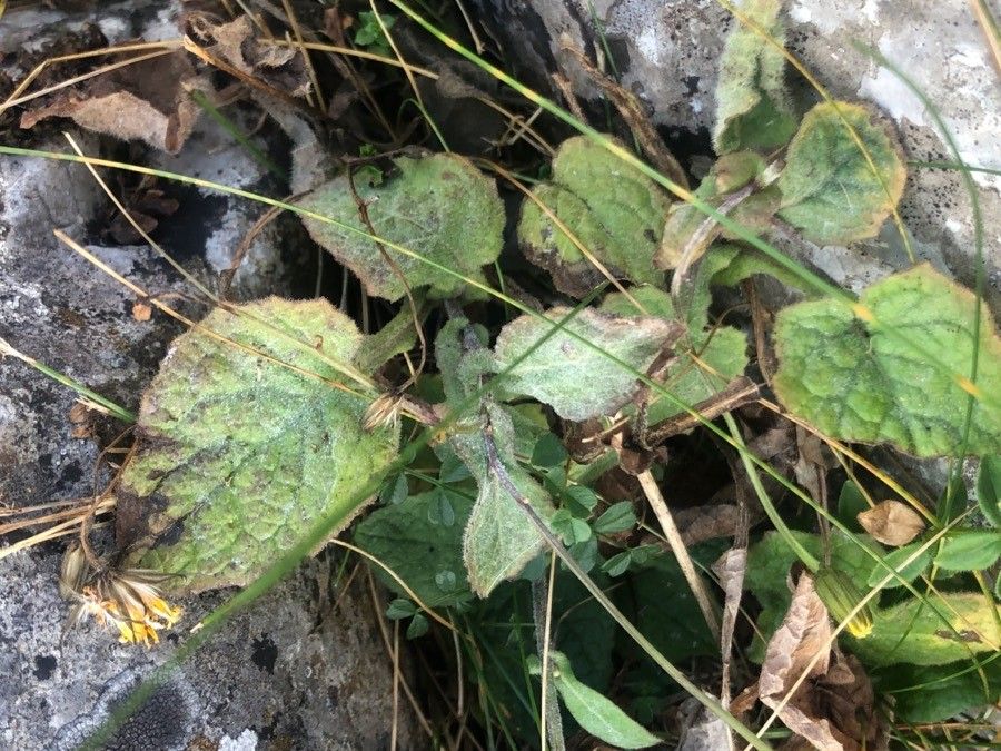 Hieracium murorum — maintenance medium houseplant