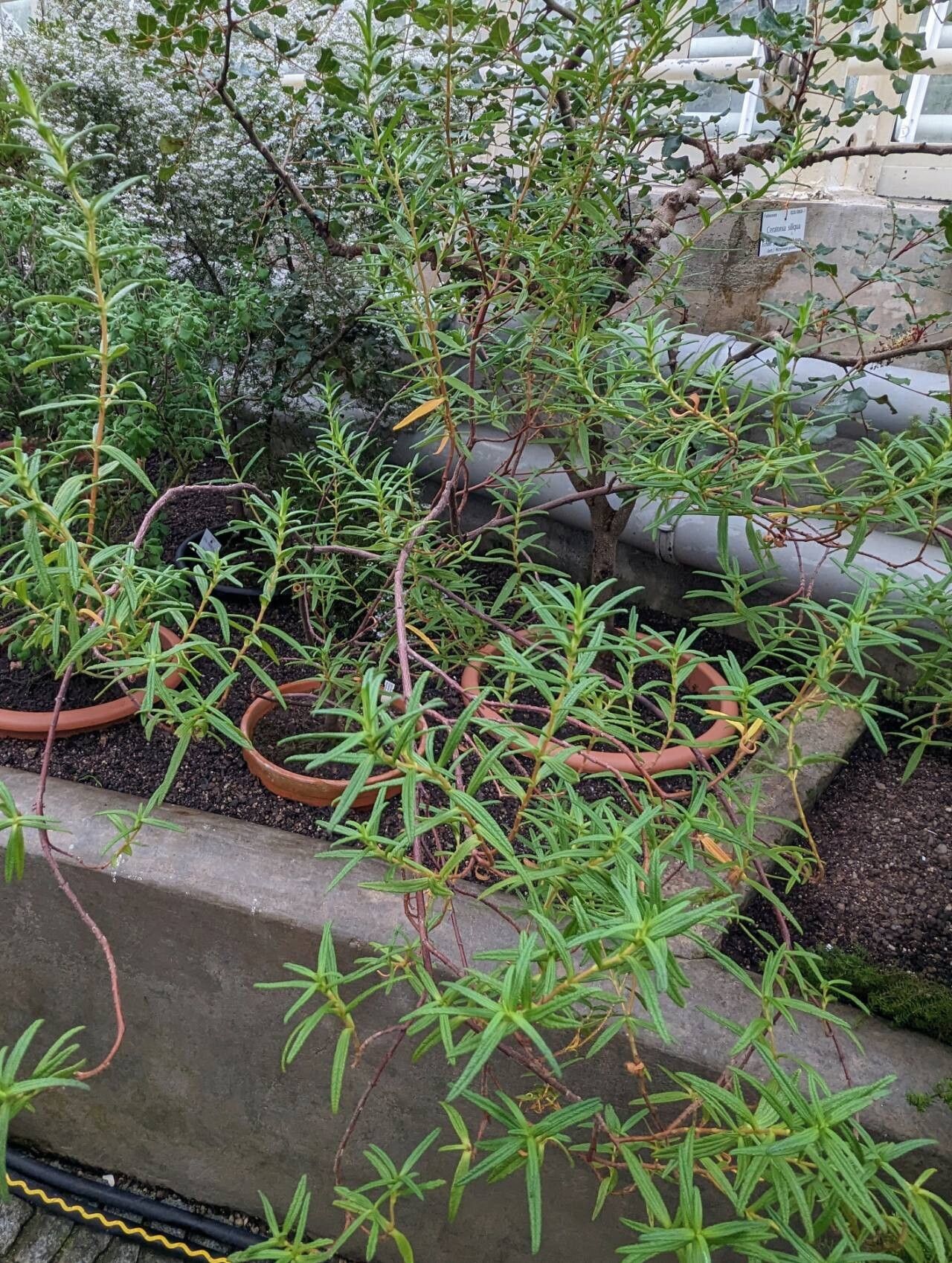Cistus munbyi habit