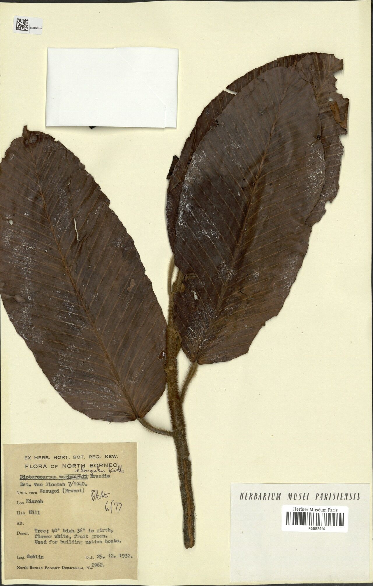 Dipterocarpus elongatus — related species from the same genus