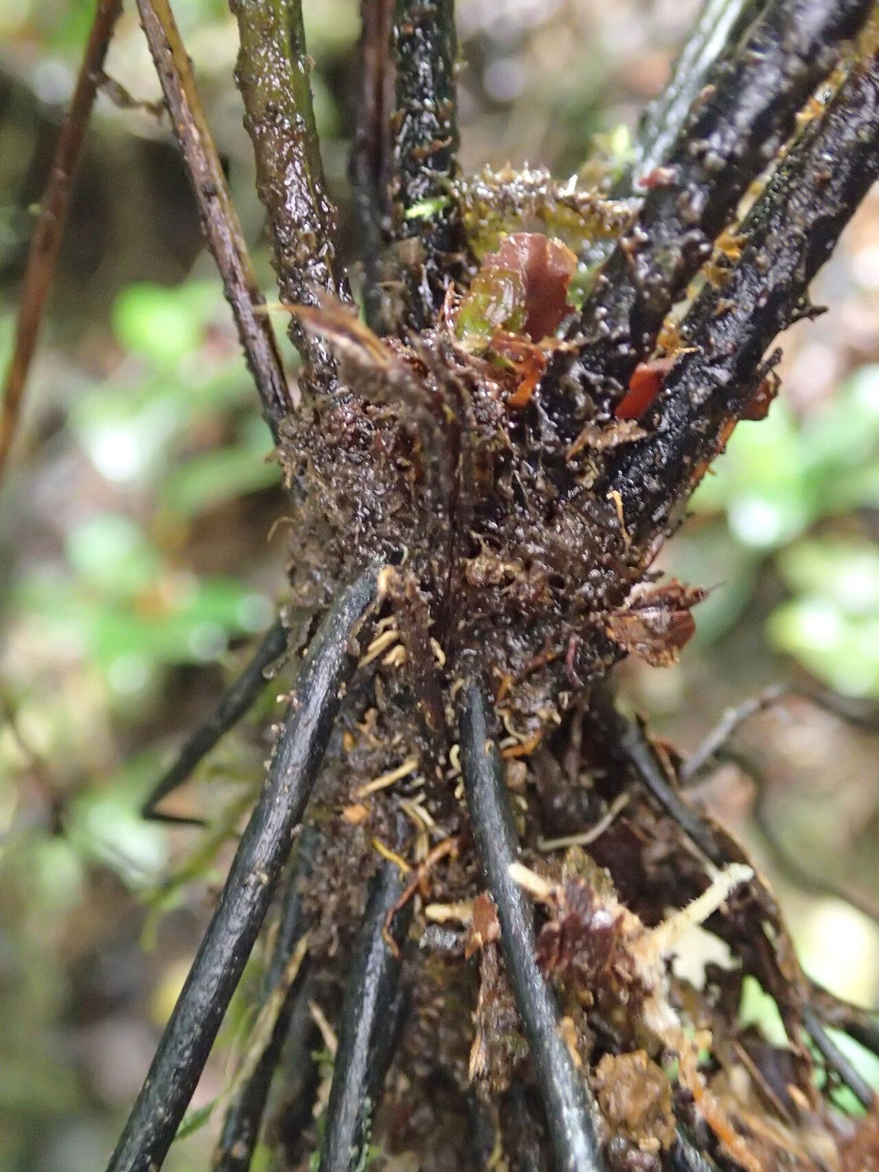 Diplazium nemorale other