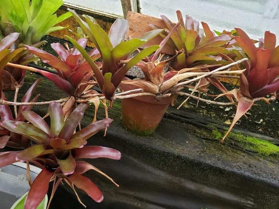 Neoregelia farinosa habit