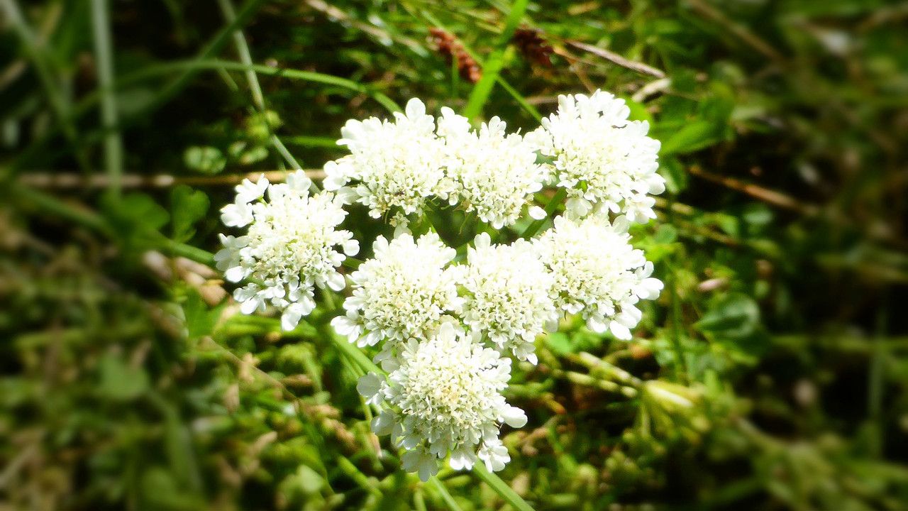 Oenanthe pimpinelloides flower