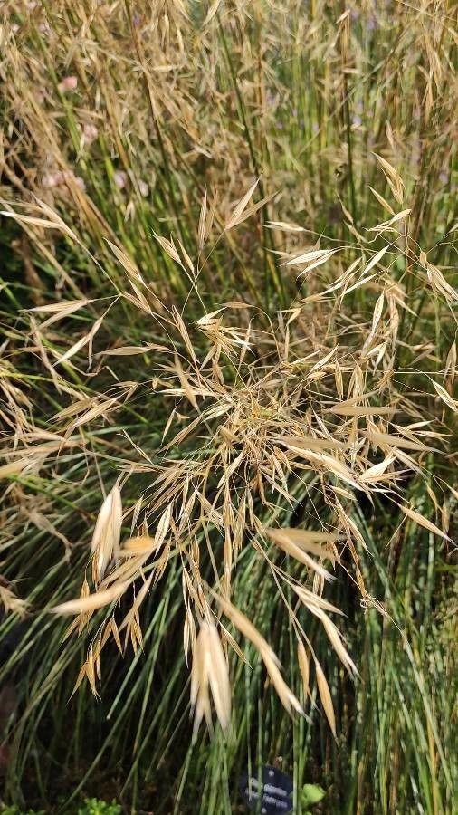 Stipa gigantea flower