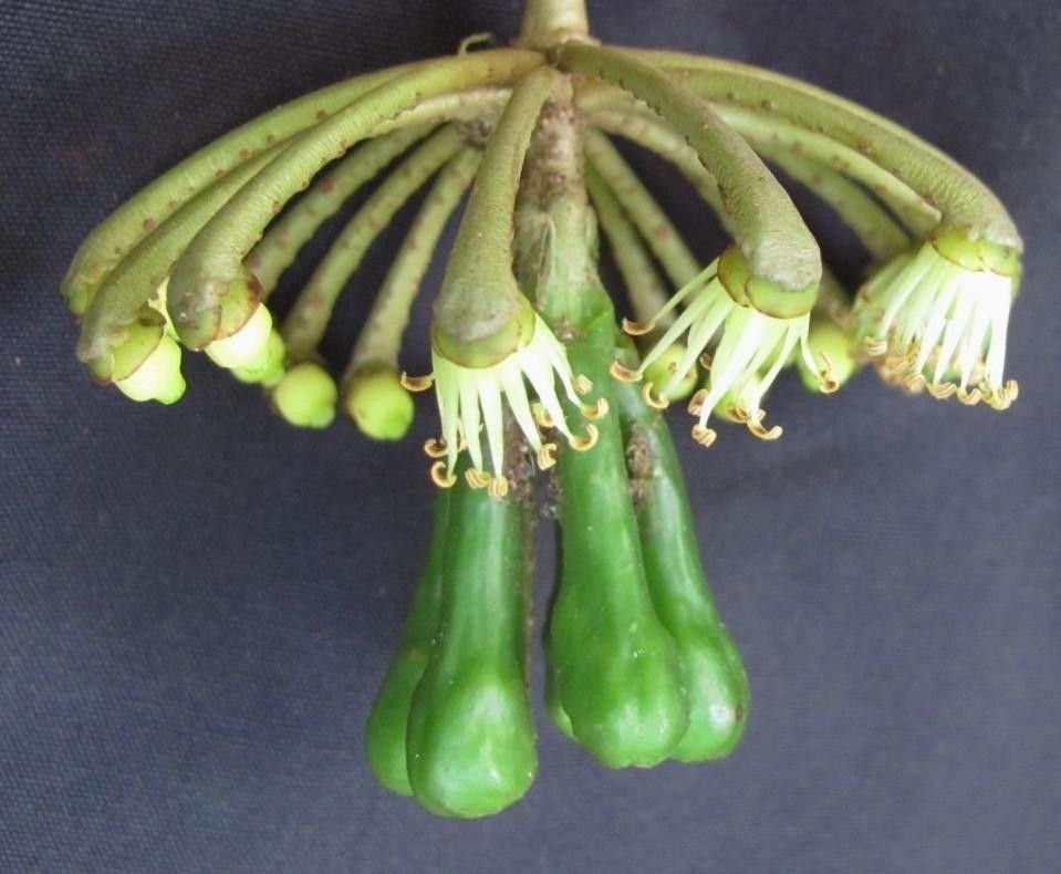 Marcgravia pittieri fruit