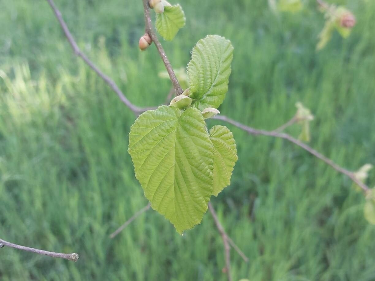 Corylus chinensis leaf
