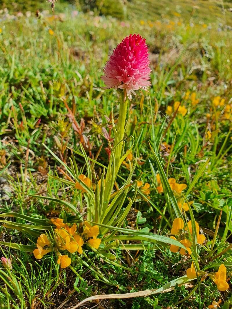 Gymnadenia corneliana leaf